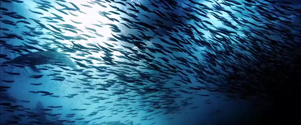 sample_960x400_ocean_with_audio